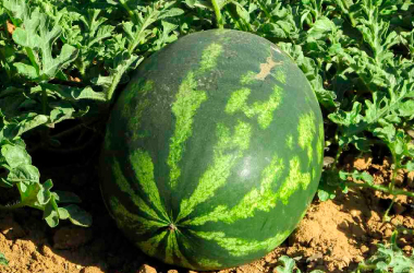Produccion de Sandia